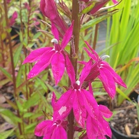 Lobelia speciosa 'Tania'